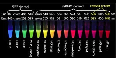 Spectrum of fluorescent proteins