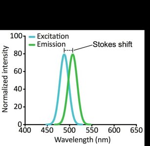 Excitation and emission spectra showing Stokes shift