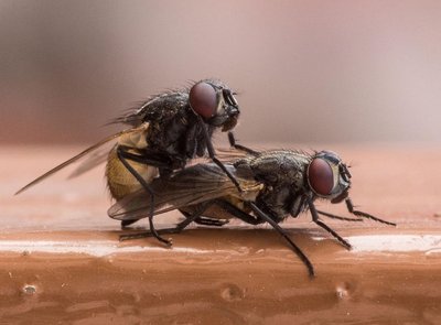 Male and female silhouettes representing sexual reproduction