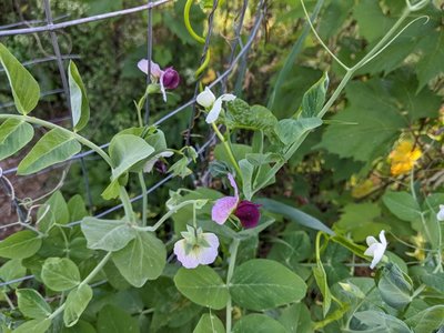 Pea plants with different flower colors