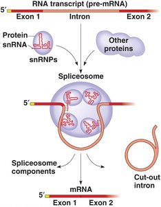 mRNA splicing and the effect of a mutation on splice sites
