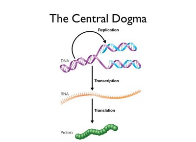The Central Dogma: DNA replication, transcription, and translation
