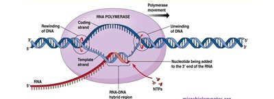 Transcription by RNA polymerase