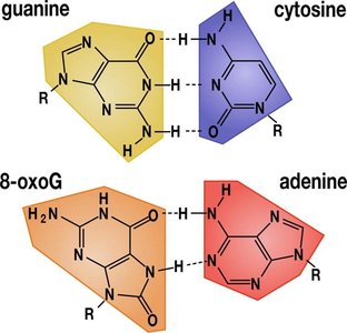 Hydrogen bonding between DNA bases and an example of a mutation