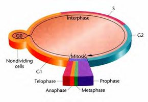 Diagram of the cell cycle