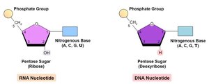 Diagram comparing RNA and DNA nucleotides, highlighting differences in sugar and bases