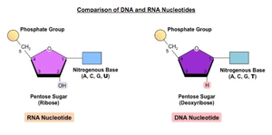 Diagram showing the structure of an RNA nucleotide
