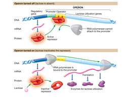Diagram of the lac operon showing regulation by the repressor and lactose