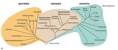 Phylogenetic tree showing Bacteria, Archaea, and Eukarya
