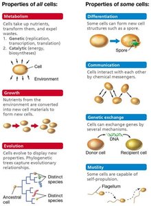 Summary diagram of cell properties: metabolism, growth, evolution, differentiation, communication, genetic exchange, motility