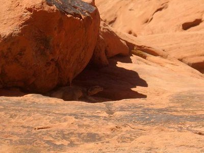 Desert microclimate with lizard in shade