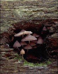Microclimate under a log with mushrooms
