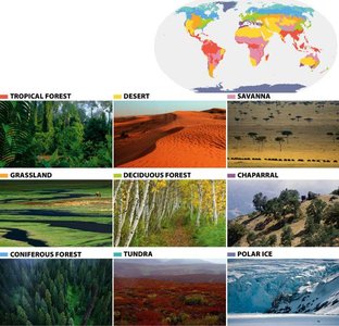 Images and map of major global terrestrial biomes