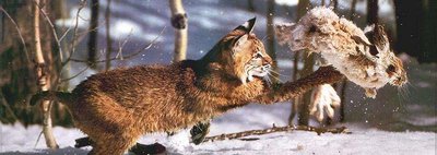 Predator-prey interaction: a bobcat hunting a rabbit
