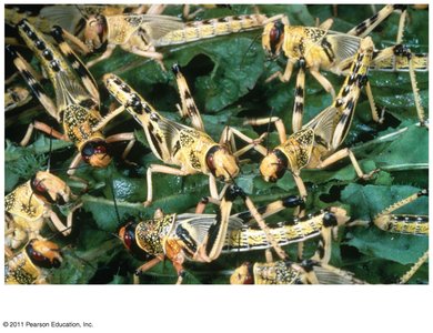 Population of grasshoppers