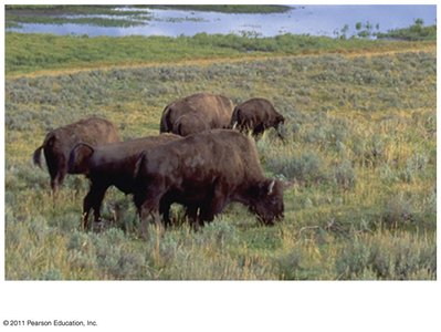 Population of bison grazing