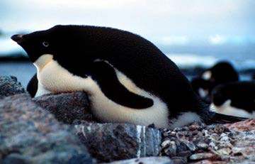 Penguin as an example of organismal adaptation