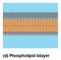 Phospholipid bilayer