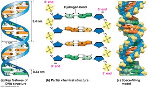 Key features of DNA structure and chemical details