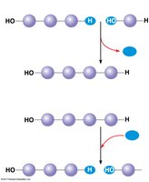 Dehydration and hydrolysis reactions in polymer synthesis and breakdown