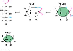 Linear and ring forms of glucose
