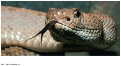 Rattlesnake with infrared receptors