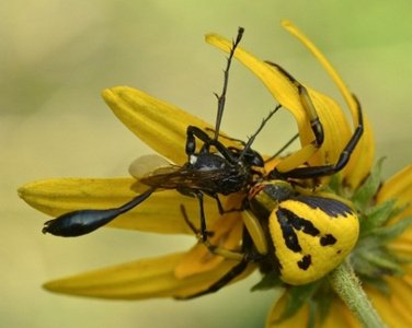Crab spider hiding in flower