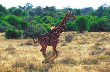 Giraffe fleeing