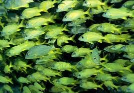 School of fish