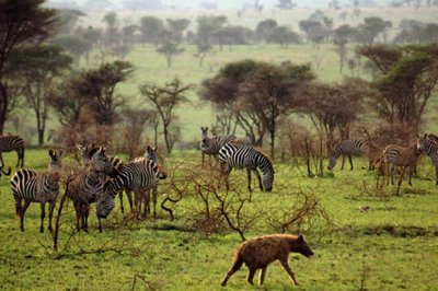 Zebras encircling family member