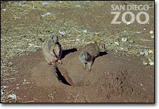 Prairie dogs alerting