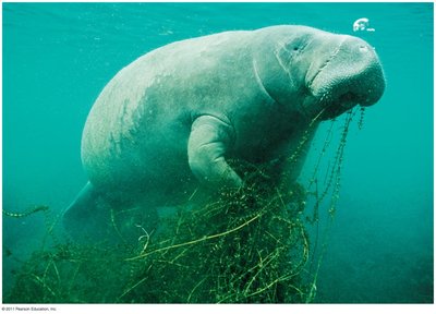 Manatee eating underwater plants
