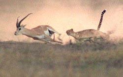 Cheetah chasing gazelle