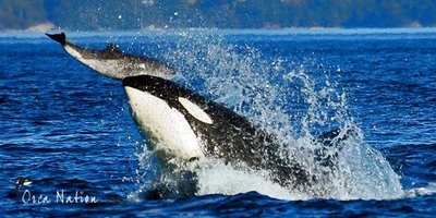 Orca hunting prey