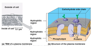 Diagram of a plant cell with labeled organelles