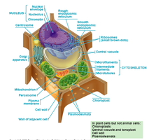 Diagram of an animal cell with labeled organelles