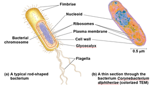 Structure of a typical prokaryotic cell