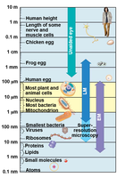 Scale of biological structures and microscopy limits