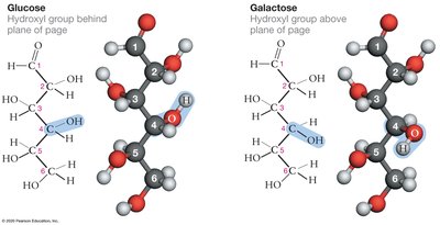 Glucose and galactose hydroxyl group arrangement