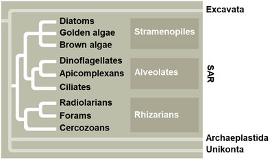 Phylogenetic tree of SAR supergroup