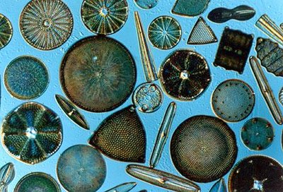 Various diatom species