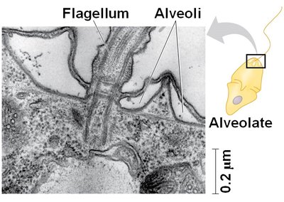 Alveolate cell structure with alveoli