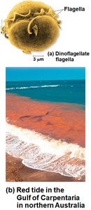 Dinoflagellate and red tide event