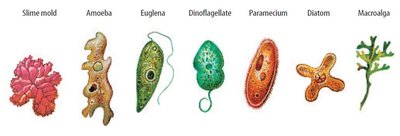 Examples of protist diversity: slime mold, amoeba, euglena, dinoflagellate, paramecium, diatom, macroalga
