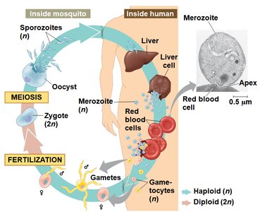 Life cycle of Plasmodium (malaria parasite)
