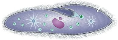 Paramecium, a ciliate protist