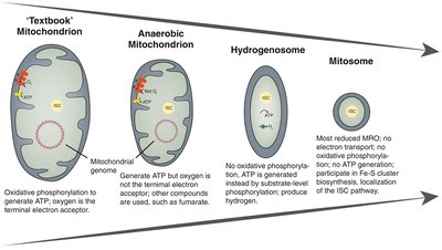 Comparison of mitochondrion, hydrogenosome, and mitosome