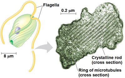 Structure of euglenozoan flagellum with crystalline rod