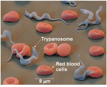 Trypanosome parasites among red blood cells