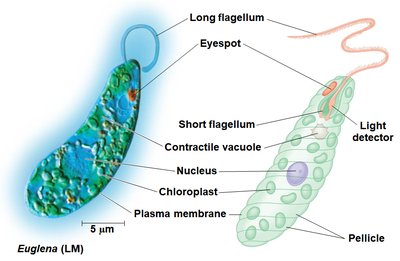 Structure of Euglena with labeled organelles